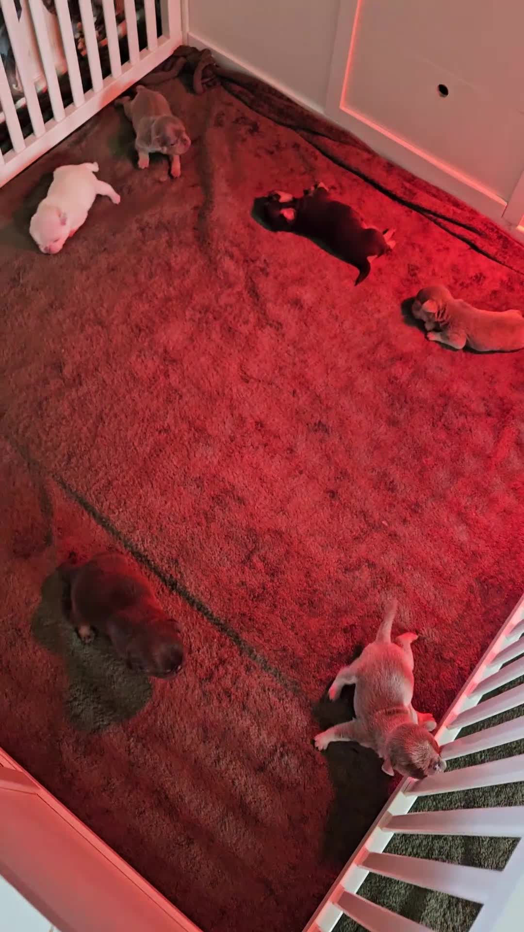 Pug dogs for sale: Stunning colourful litter of pugs - Video 3