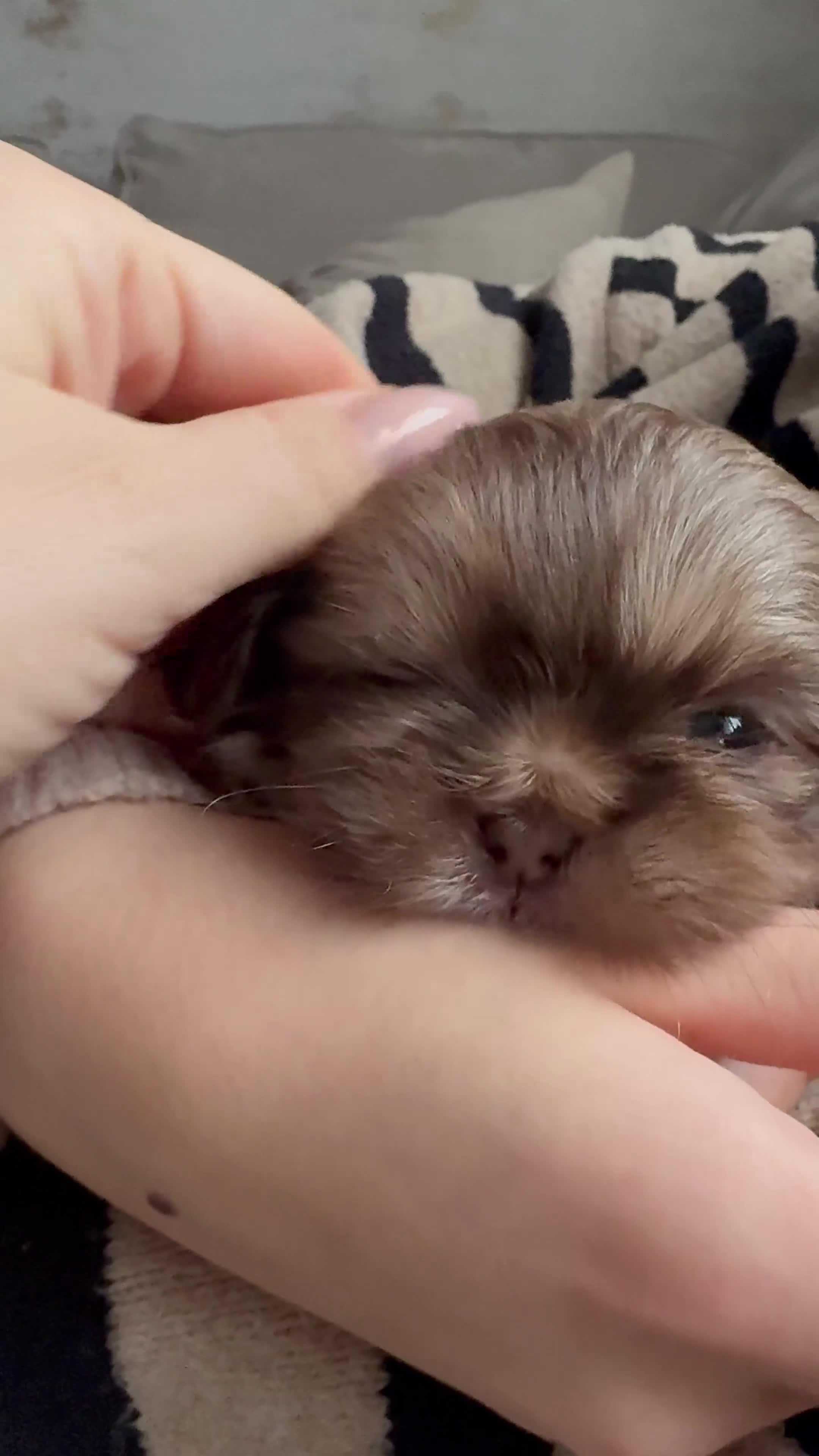 Shih Tzu dogs for sale: Shih tzu  - Video 2