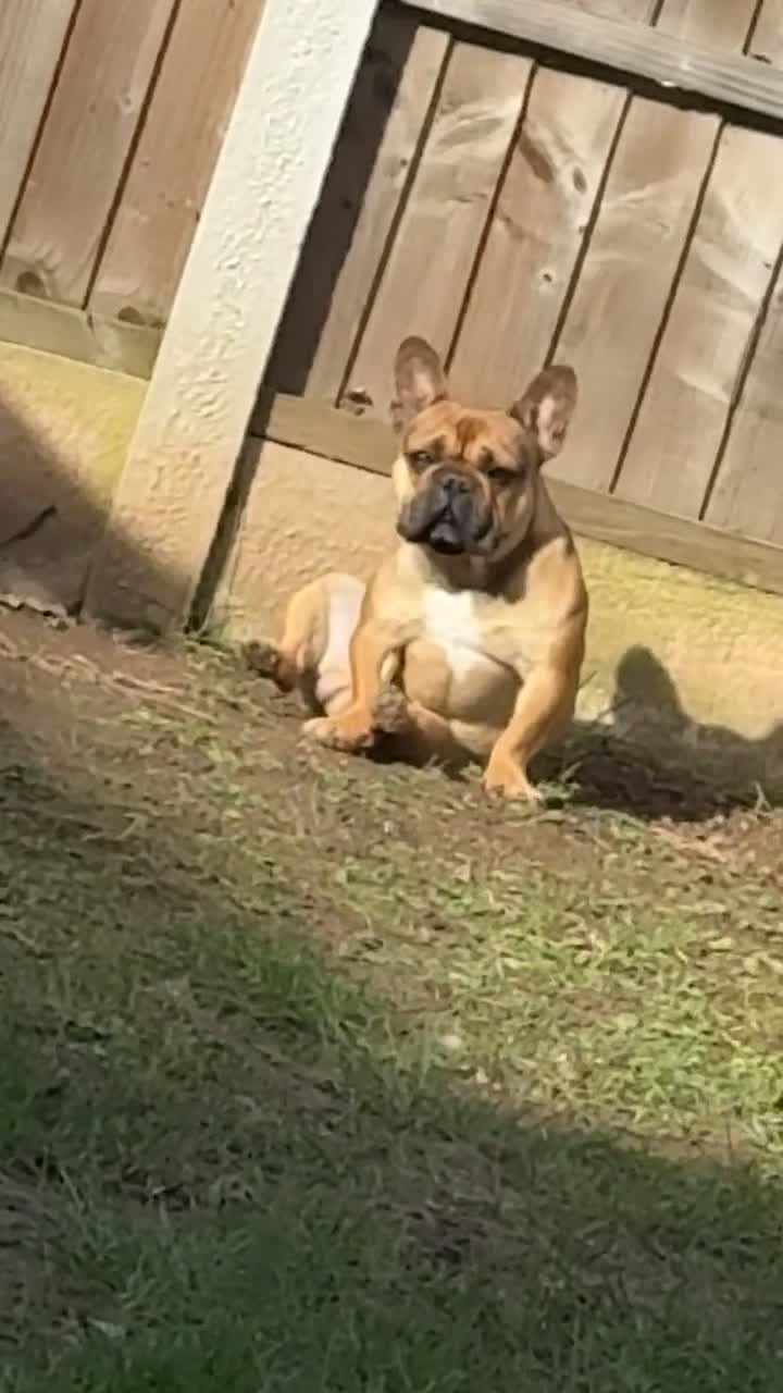 French Bulldog dogs for stud: Blue the frenchie - Video 2
