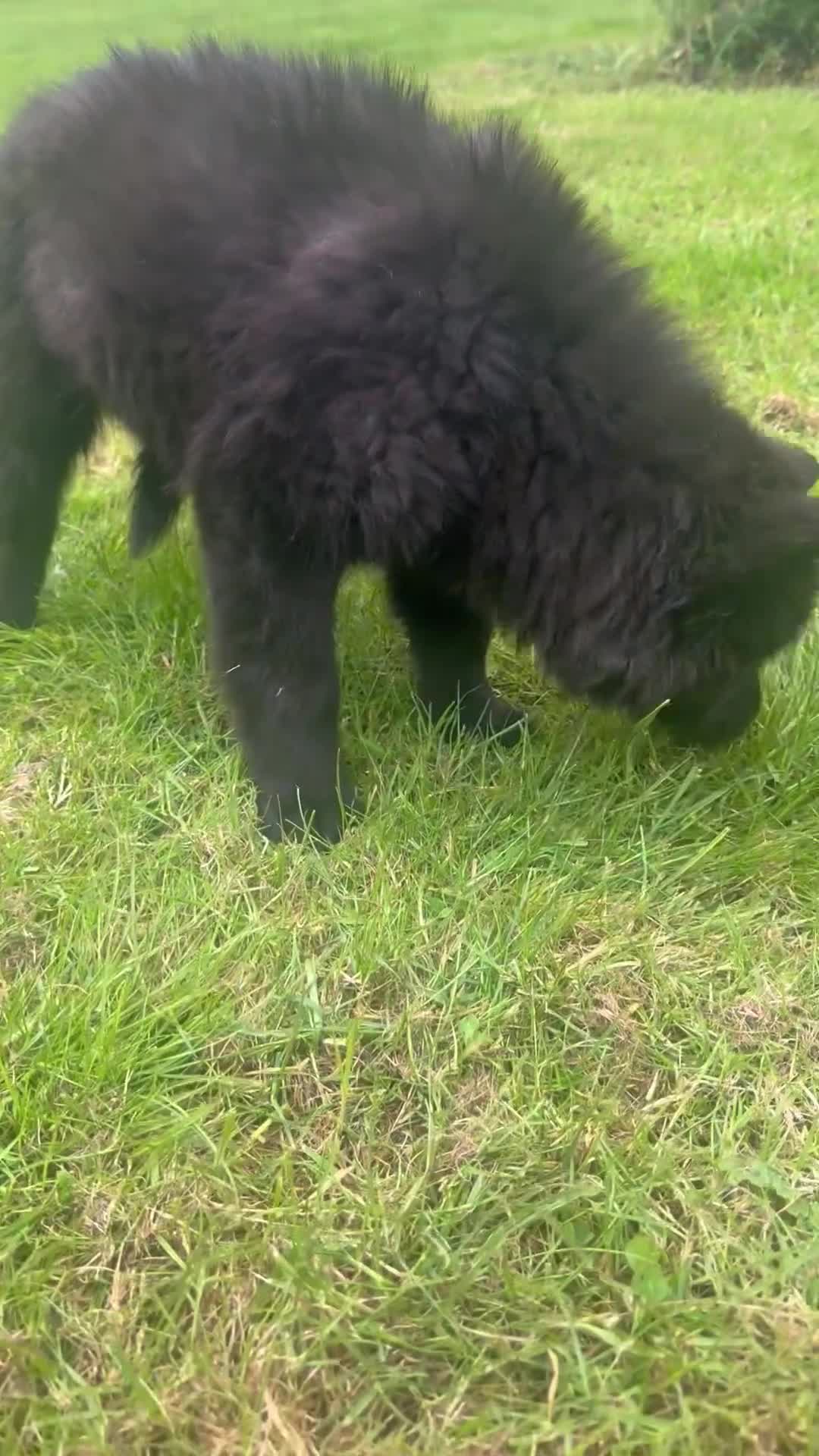 Mixed Breed dogs for sale: Slovakian shepherd puppies READY TO LEAVE NOW - Video 1