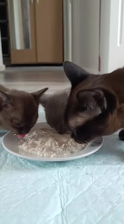 Burmese cats for sale: Burmese kitten 2 boys  - Video 2