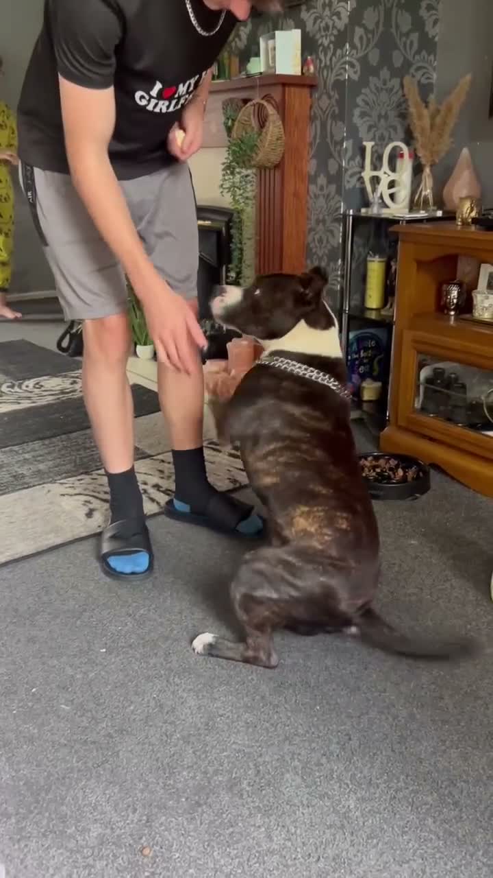 Mixed Breed dogs for sale: Staffordshire bull terrier  in Stoke-on-Trent - Video 1