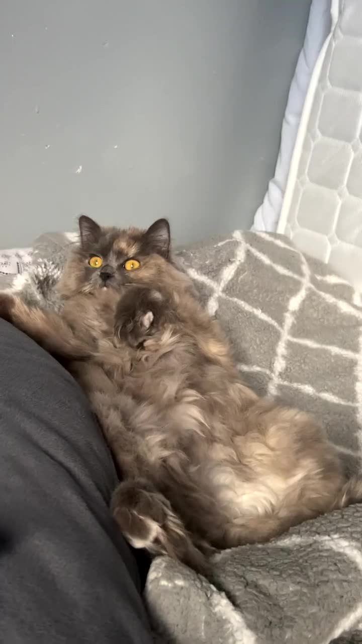 Ragdoll cats for sale: Ragdoll for sale  - Video 1