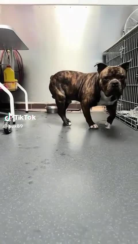 American Bull Staffy dogs for sale: Bear 2 years old  - Video 1