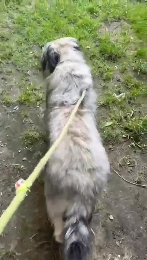 Mixed Breed dogs for adoption: 💙🐶 TEDDI 🐶💙 - Video 2