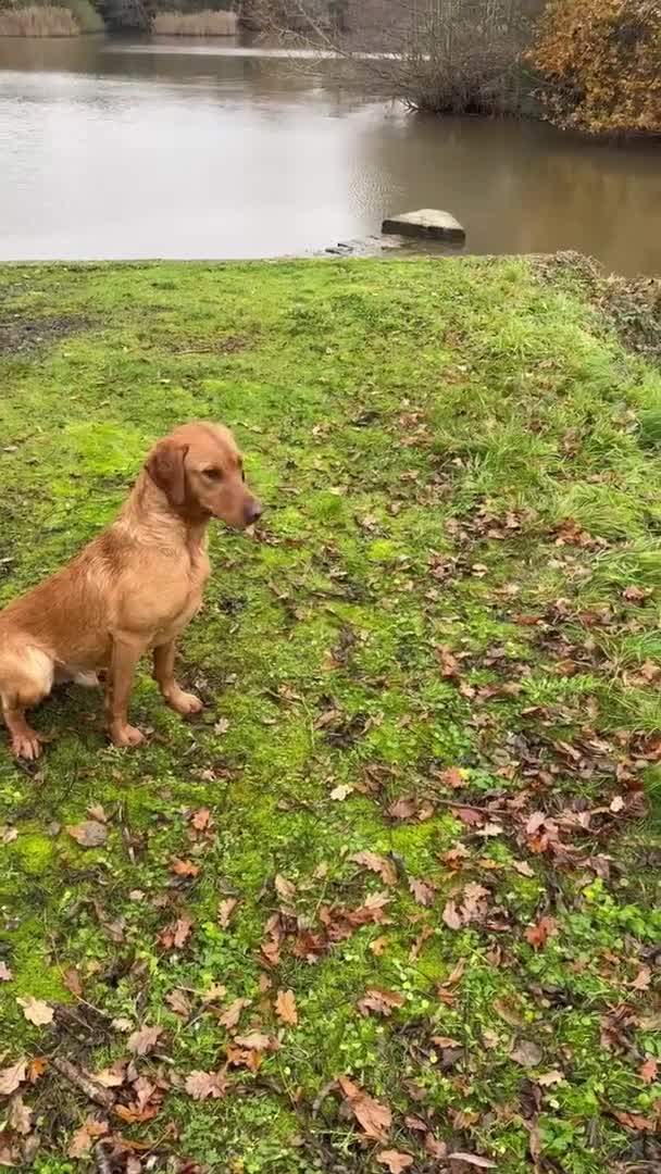Labrador Retriever dogs for stud: EXTENSIVELY HEALTH TESTED FOX RED LABRADOR AT STUD in Petworth - Video 1
