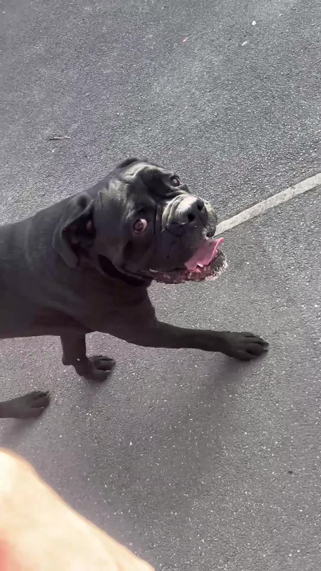 Cane Corso dogs for sale: Klaus the cane corso - Video 1