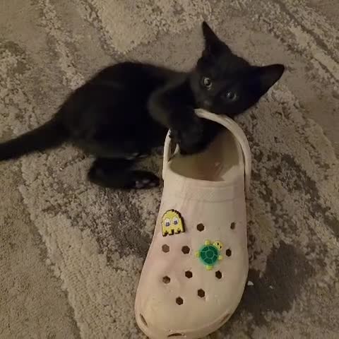 Mixed Breed cats for sale: 1 ginger male and 1 black male - Video 2