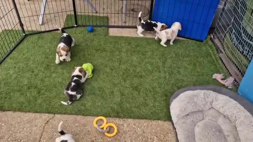 Beagle dogs for sale: Champion sired beagles KC reg & DNA health tested - Video 1