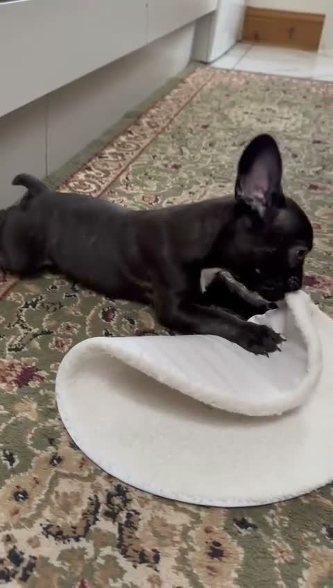 French Bulldog dogs for sale: 4 Beautiful French Buldog Puppies - Video 2