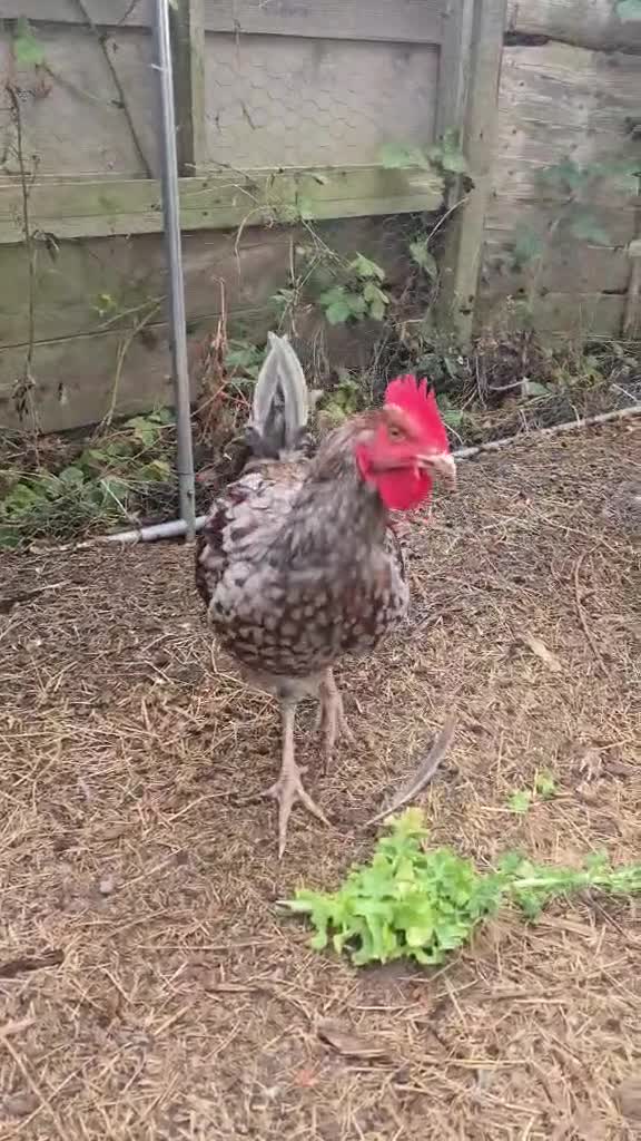 Hens poultry for sale: 4 Rousters need rehoming - Video 1