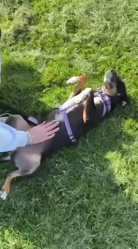 Mixed Breed dogs for adoption: Loving Millie ❤️  in Carlisle - Video 1