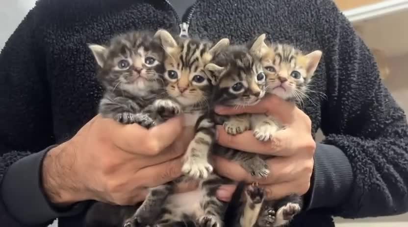 Maine Coon cats for sale: Maine coon x kittens  - Video 1