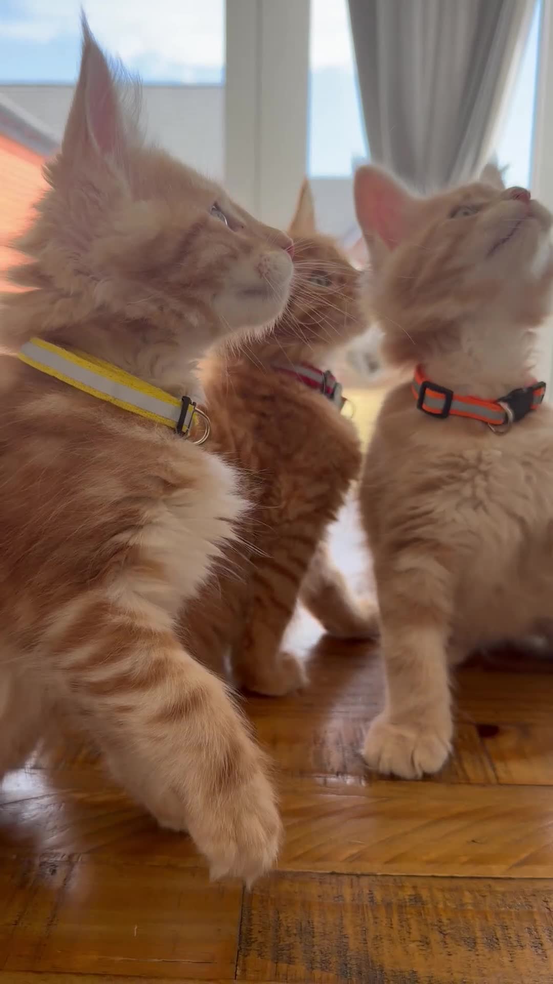 Maine Coon cats for sale: Ready to leave Maine Coon pedigree kittens - Video 1