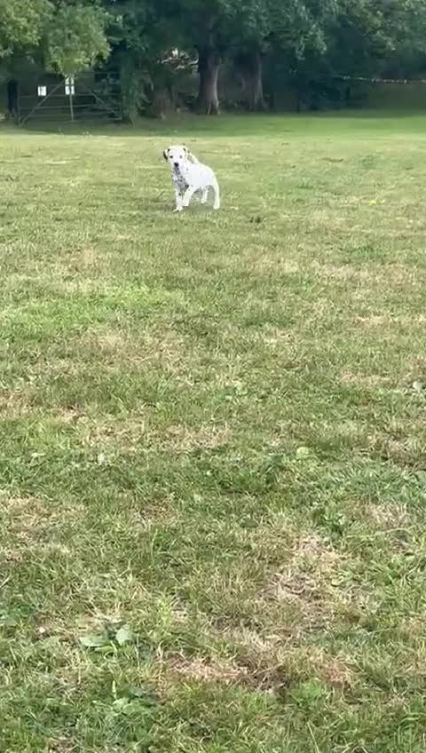 Dalmatian dogs for sale: Gorgeous Dalmatian Puppies - Video 2