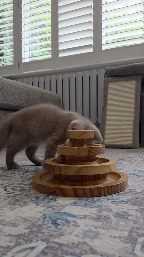British Shorthair cats for sale: British Shorthair Lilac & Grey Blue Cute Kittens  - Video 3