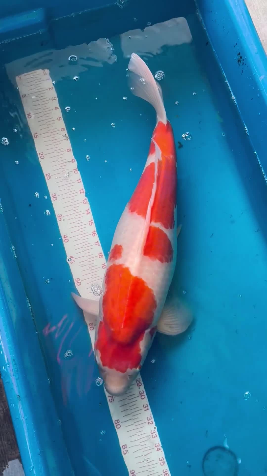 Koi Carp fish for sale: Quality Japanese Koi - Video 5