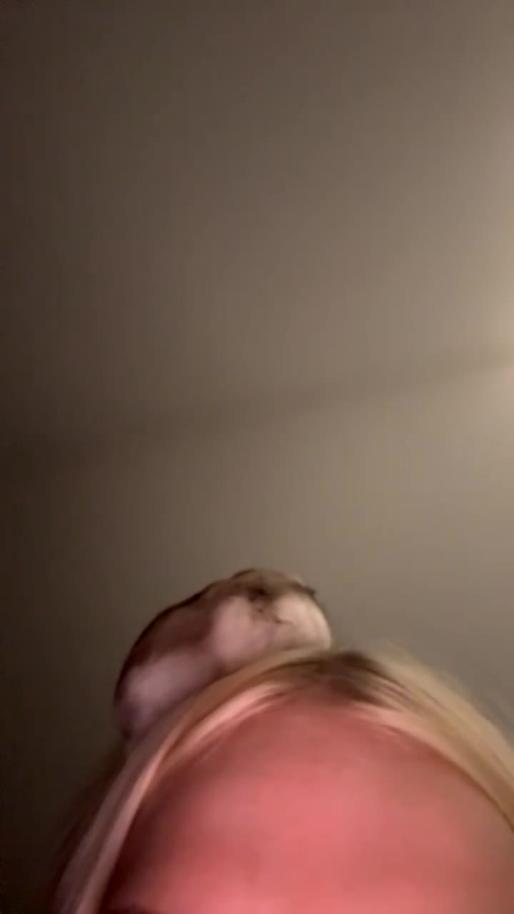 Hamster rodents for sale: offers. full setup etc 3 russian dwarf hamsters  - Video 3