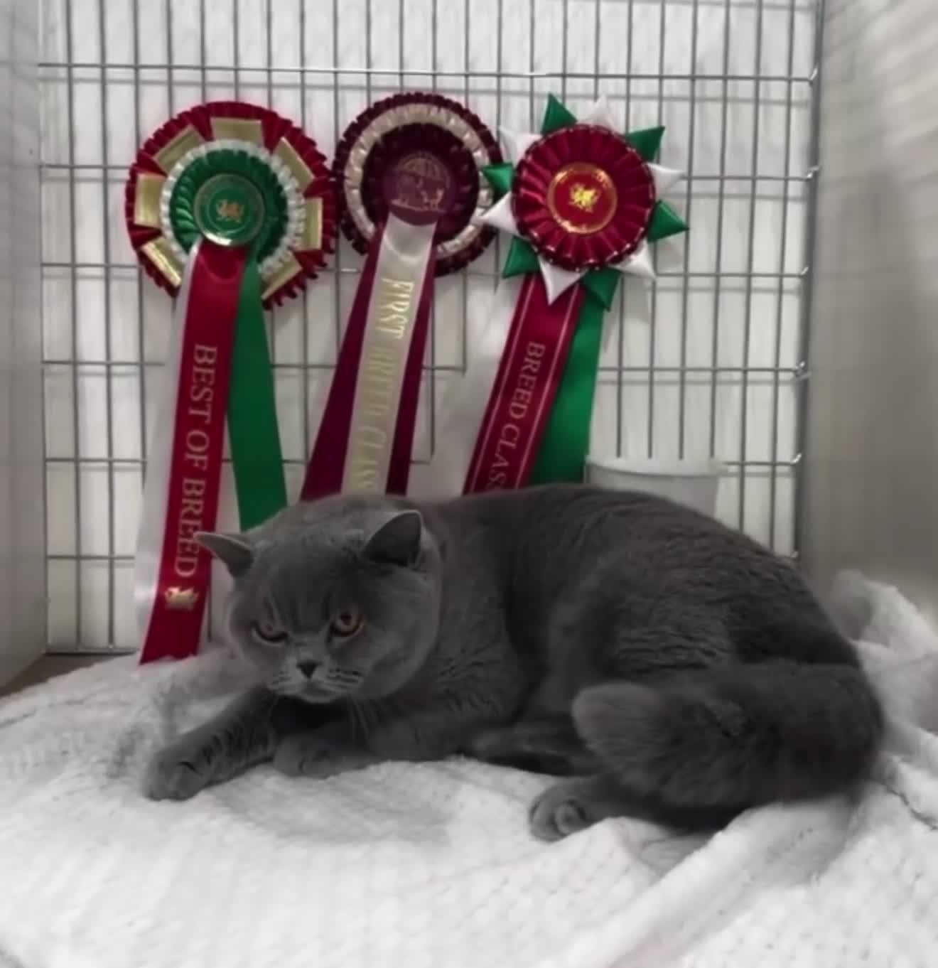 British Shorthair cats for sale: 🩷 Beautiful champion female 🐾  in Keighley - Video 1
