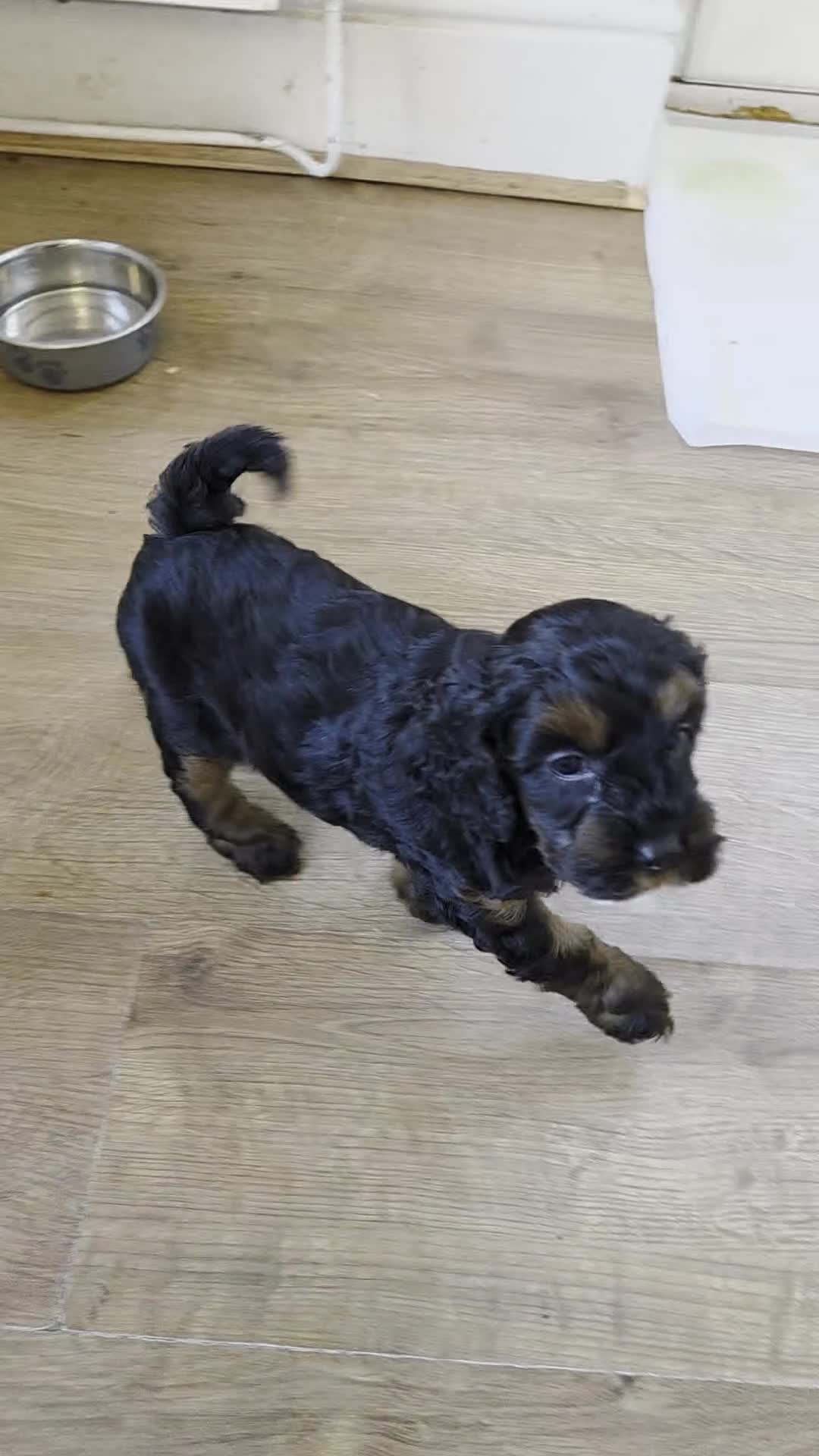 Cockapoo dogs for sale: Ready Now! Merle male F1b Cockapoo. Vet checked - Video 1