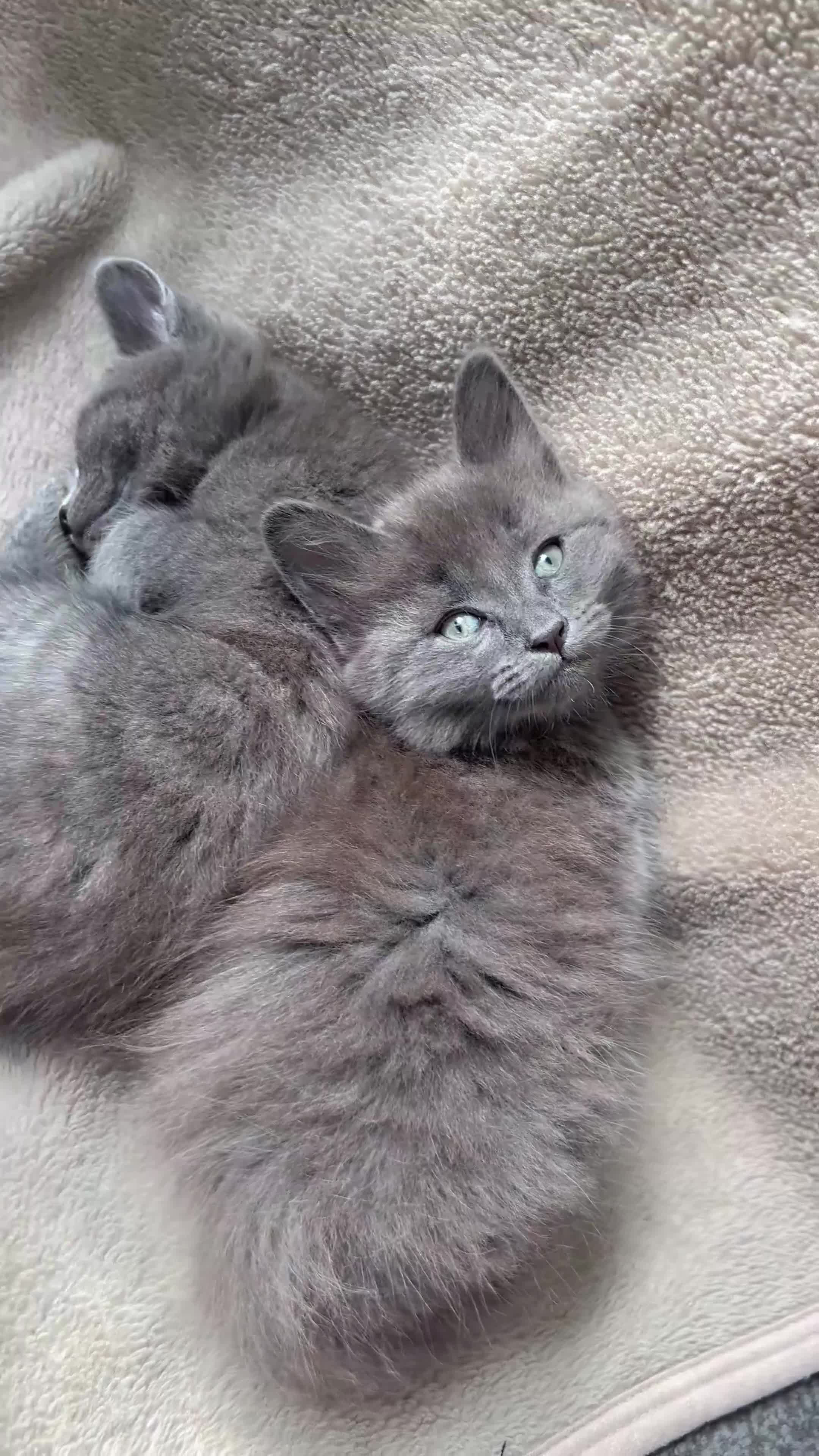 Mixed Breed cats for sale: Russian blue mixed breed kittens  - Video 5