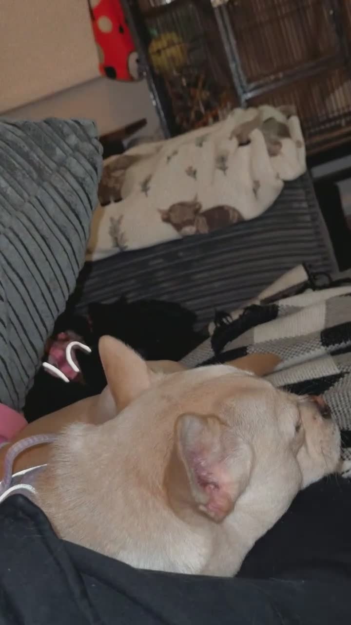 Mixed Breed dogs for sale: French Bulldog Cross  - Video 2