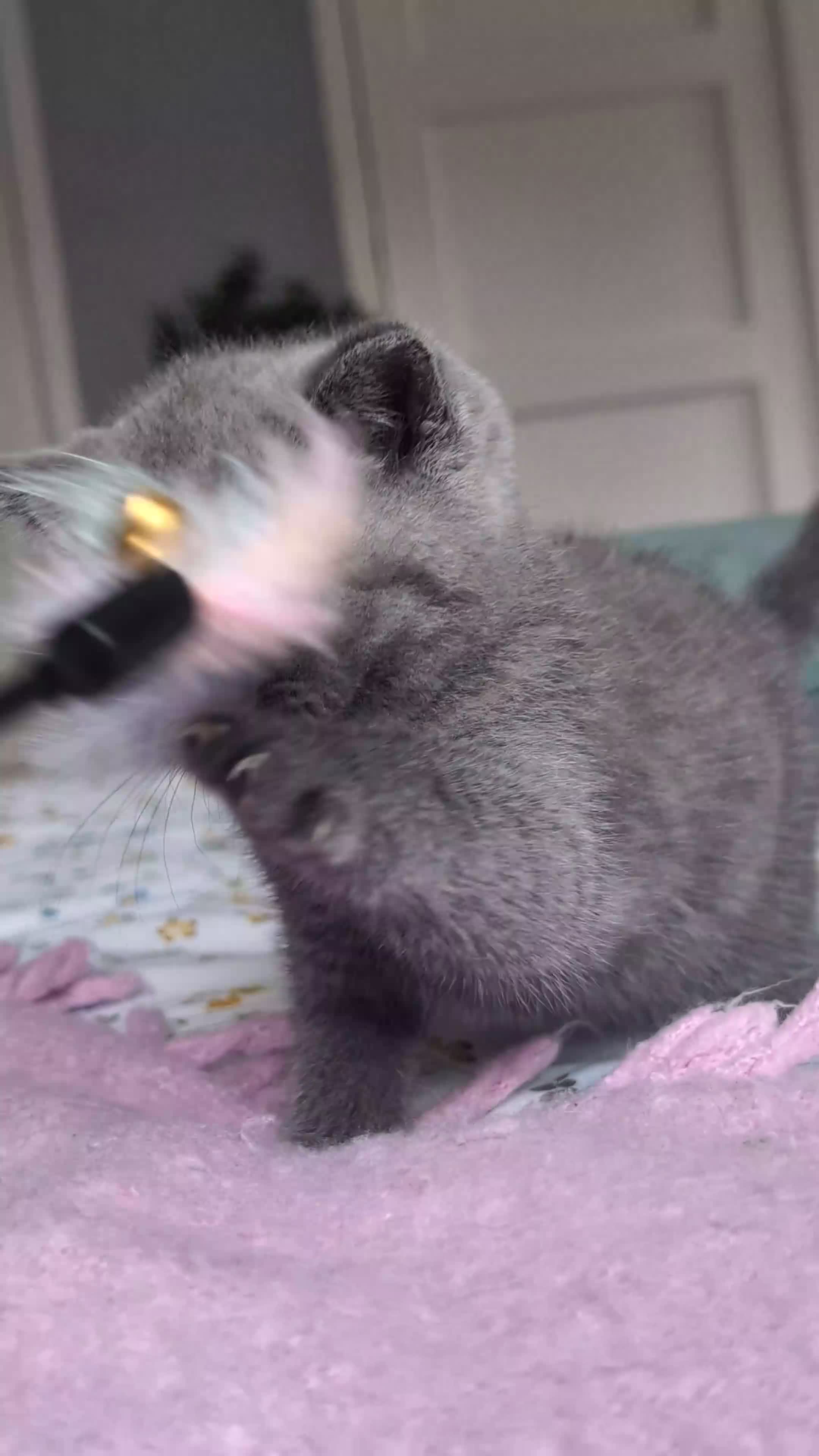 British Shorthair cats for sale: GCCF REGISTERED OUTSTANDING BRITISH SHORTHAIR  - Video 1