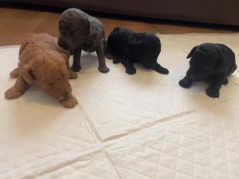 Toy Poodle dogs for sale: Ready to leave from 21st July 2x Gorgeous girls   - Video 4