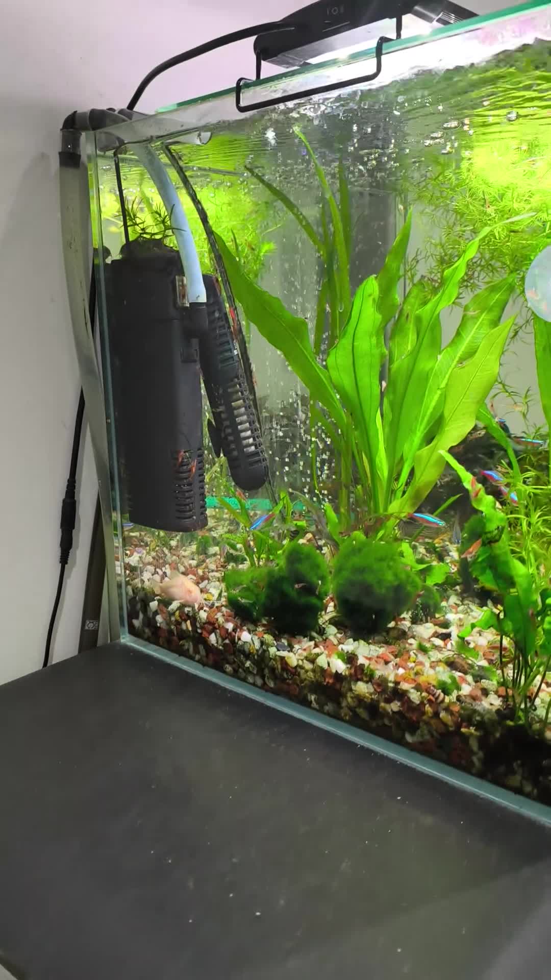 Other/Mixed Breed fish for sale: Working aquarium  in Waltham Abbey - Video 1