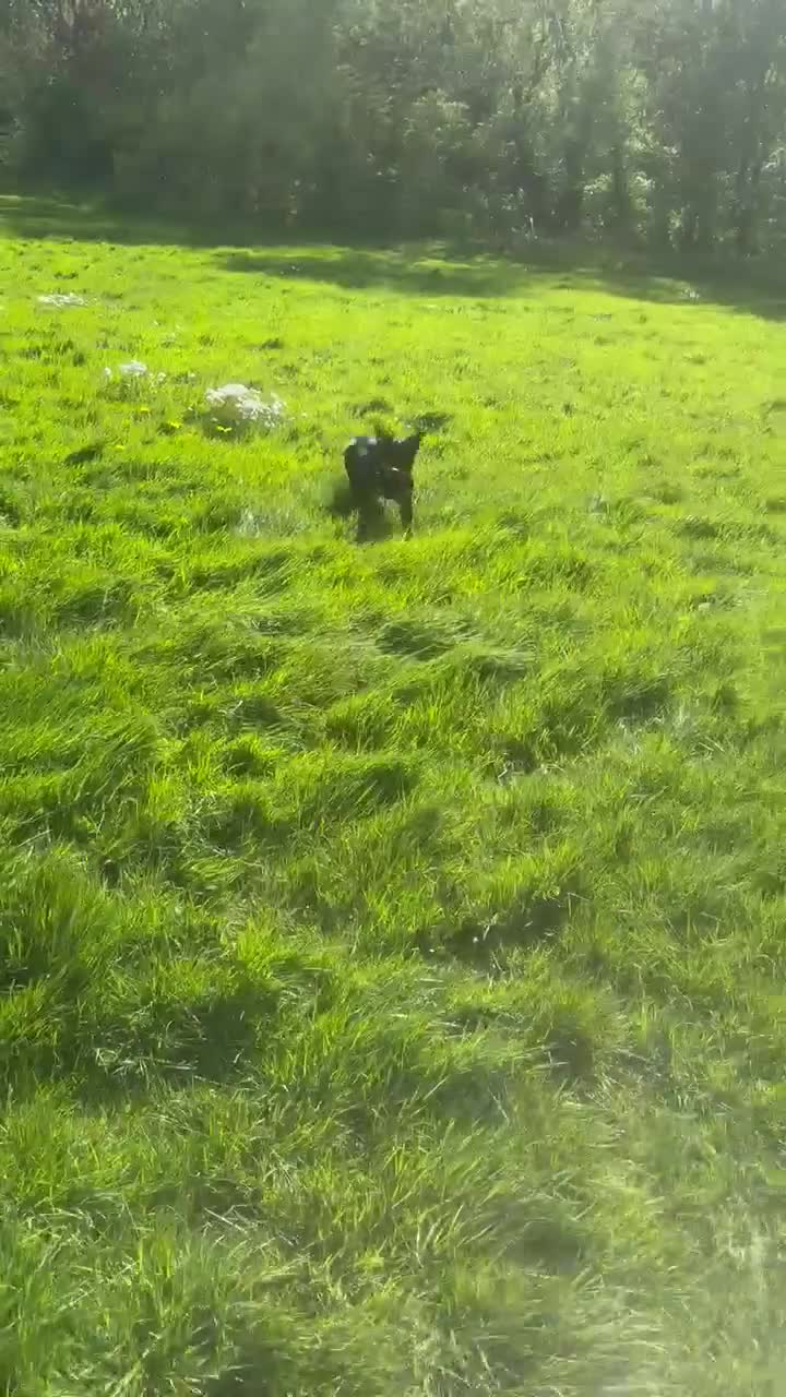 Mixed Breed dogs for sale: Female puppies  - Video 1