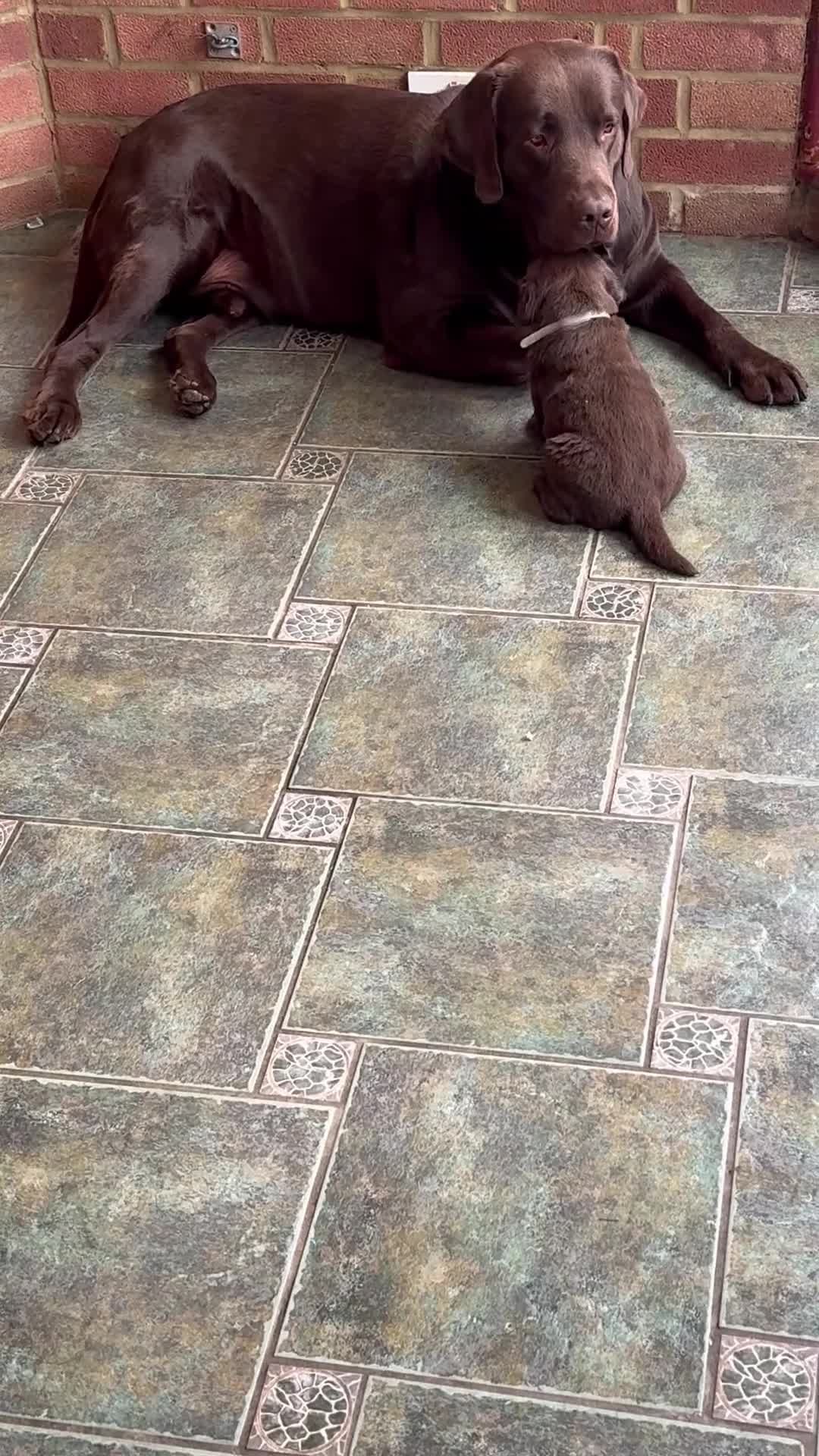 Labrador Retriever dogs for sale: beautyfull labrador pups - Video 2