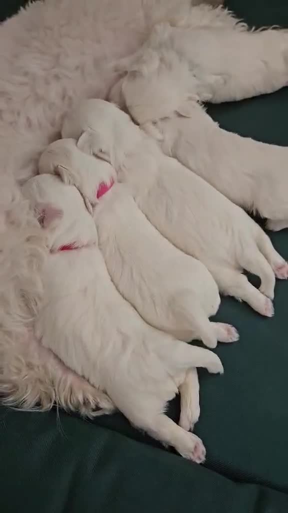 Maltese dogs for sale: 🐾 Adorable Maltese Puppies 🐾  - Video 1