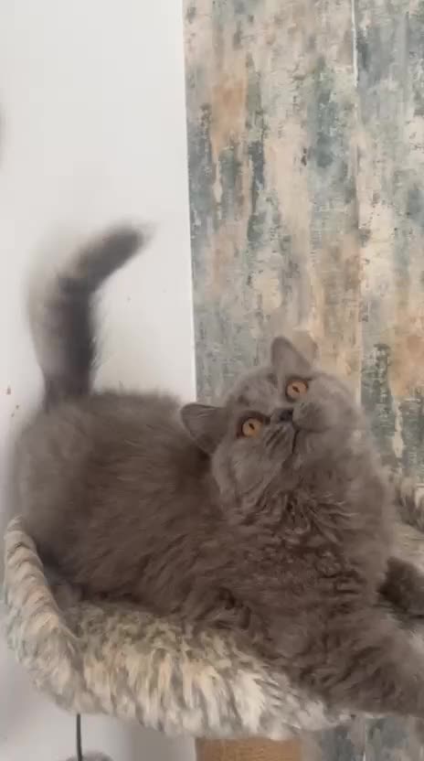 British Shorthair cats for sale: 2 Gorgeous Brittsh Kittens Fully Vaccinated  - Video 2