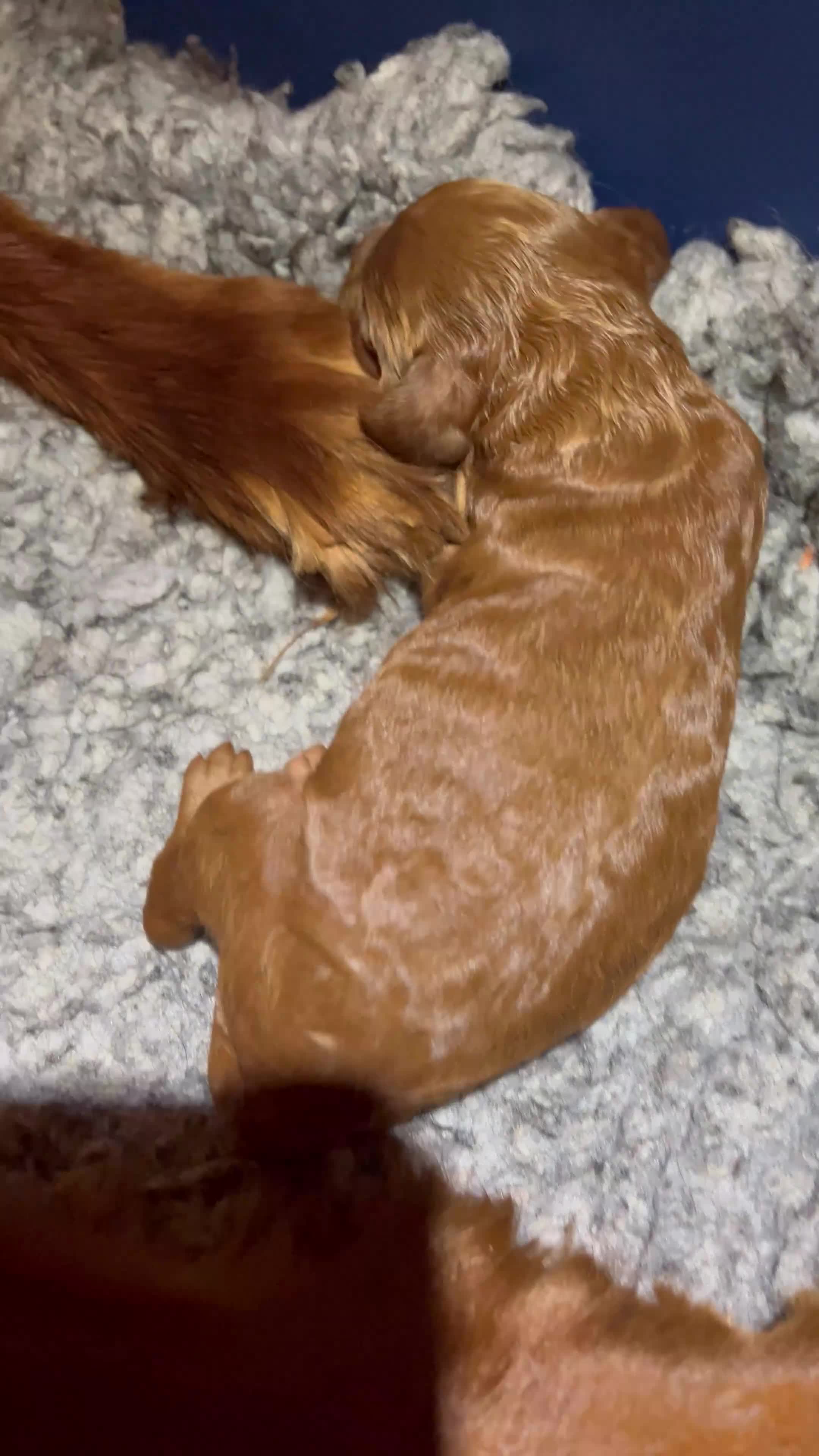 Irish Doodle dogs for sale: Doodles Miniature Poodle cross Irish Red Setter,  - Video 2