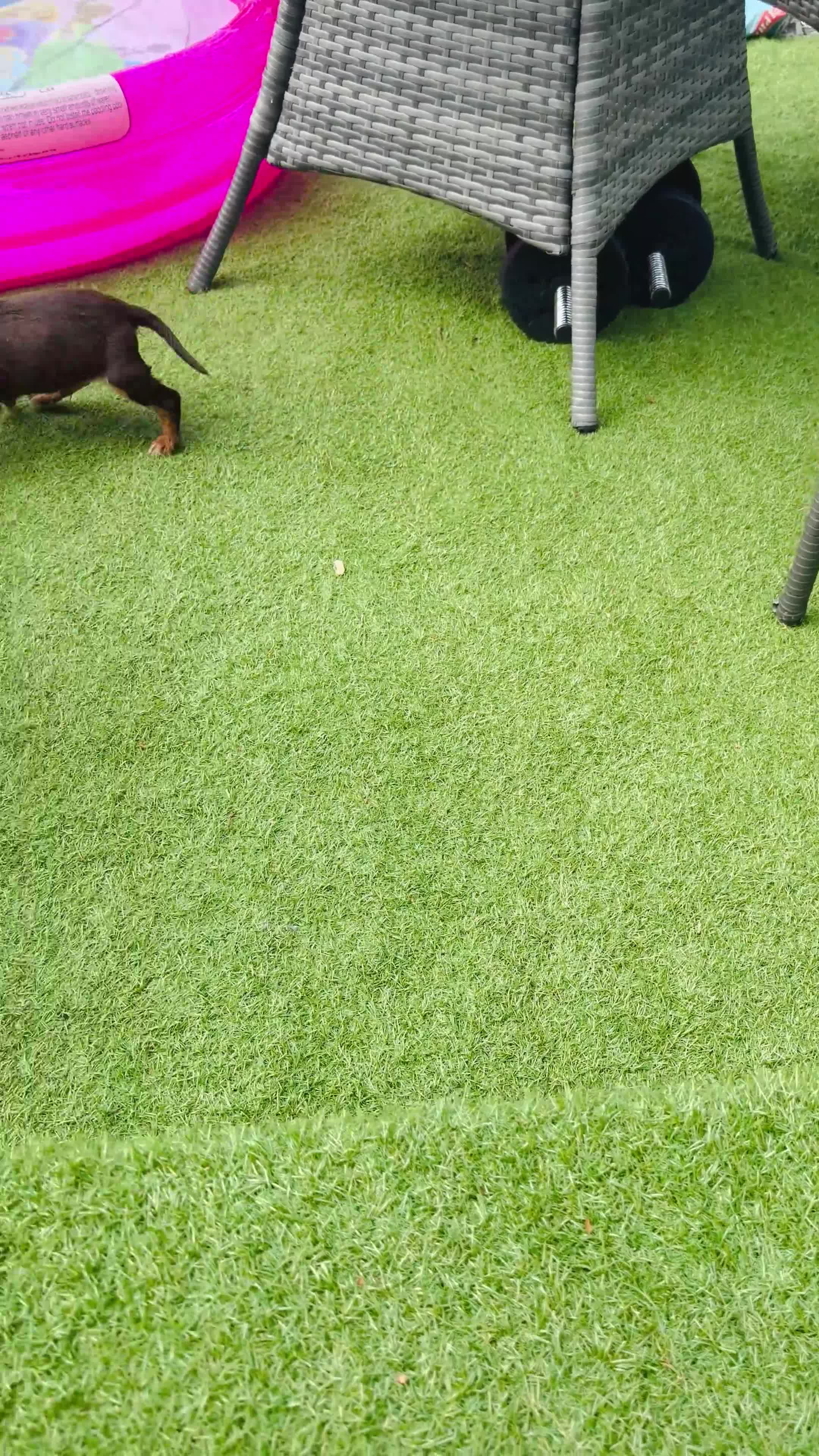 Cocker Spaniel dogs for sale: Cocker Spaniel (working type) - Video 1
