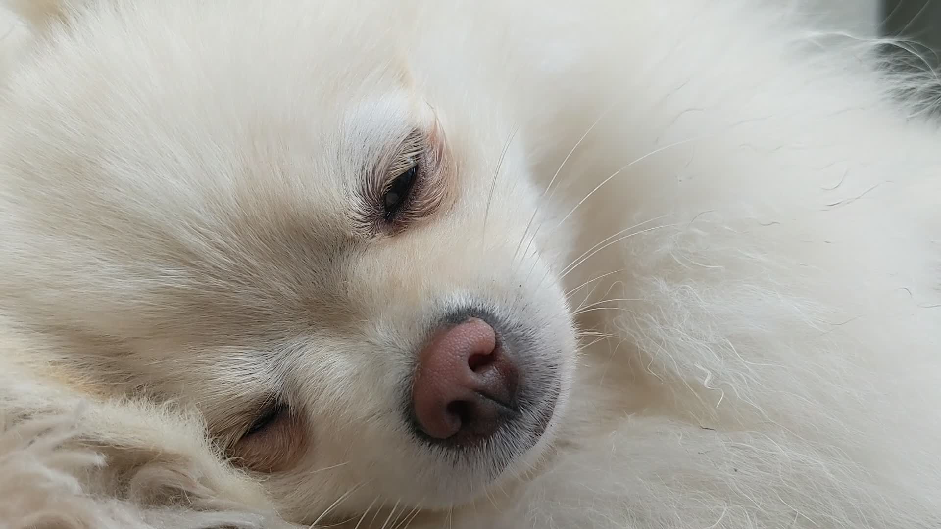 Pomeranian dogs for adoption: Our Beautiful Pom looking for a Forever Home - Video 1