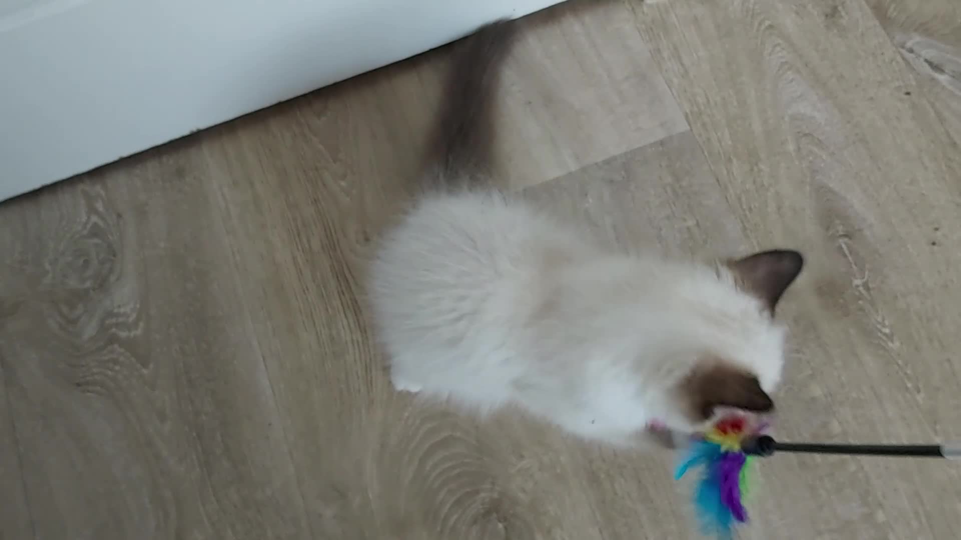 Ragdoll cats for sale: RAGDOLLS GIRL SEAL POINT BICOLOUR BLUE EYES  - Video 3