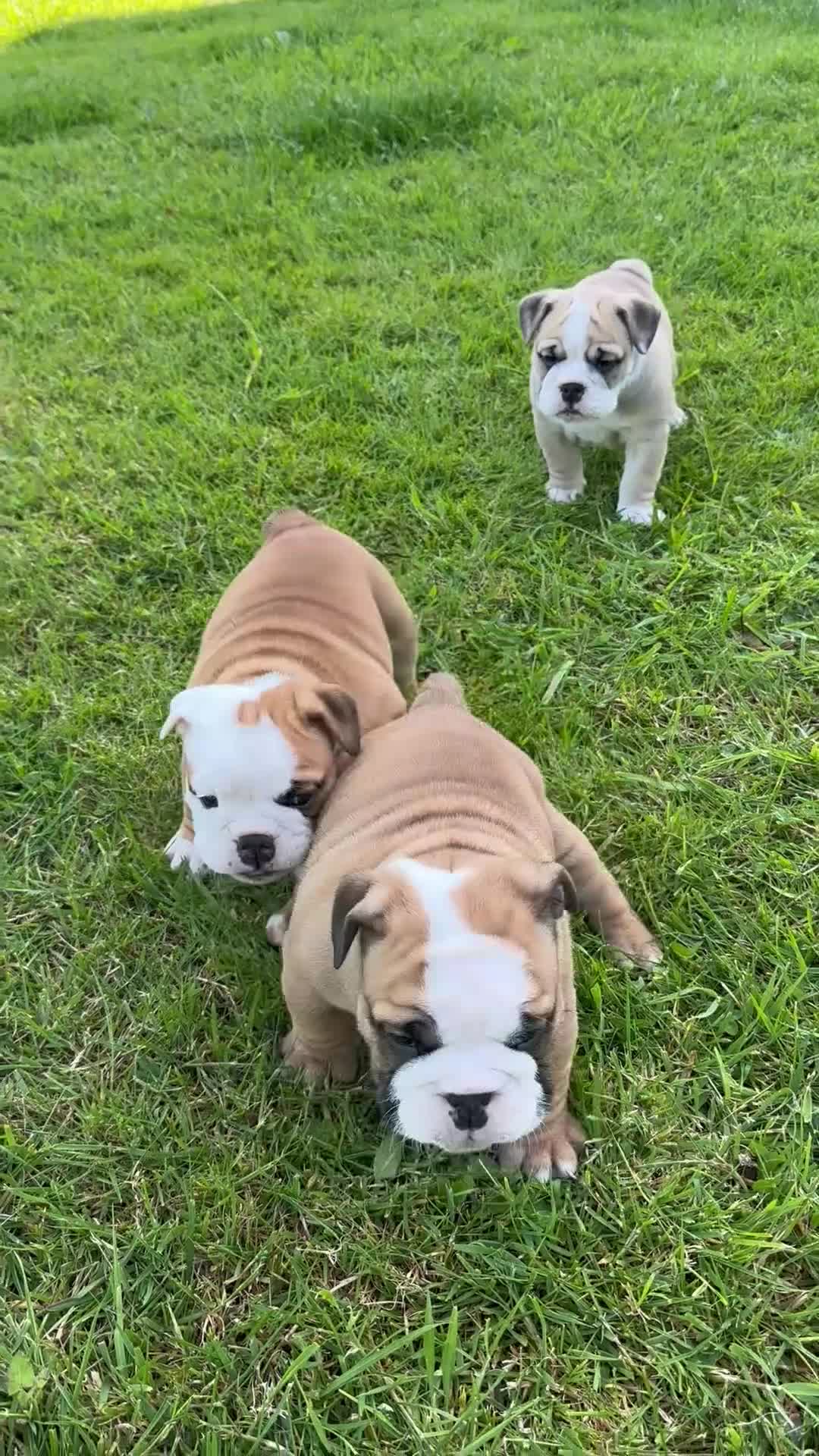 English Bulldog dogs for sale: Stunning red/white kc reg English bulldog puppies  - Video 3