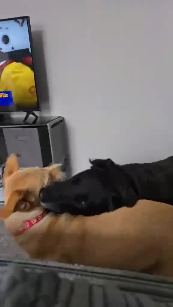 Mixed Breed dogs for adoption: Amber is looking for her forever home - Video 1