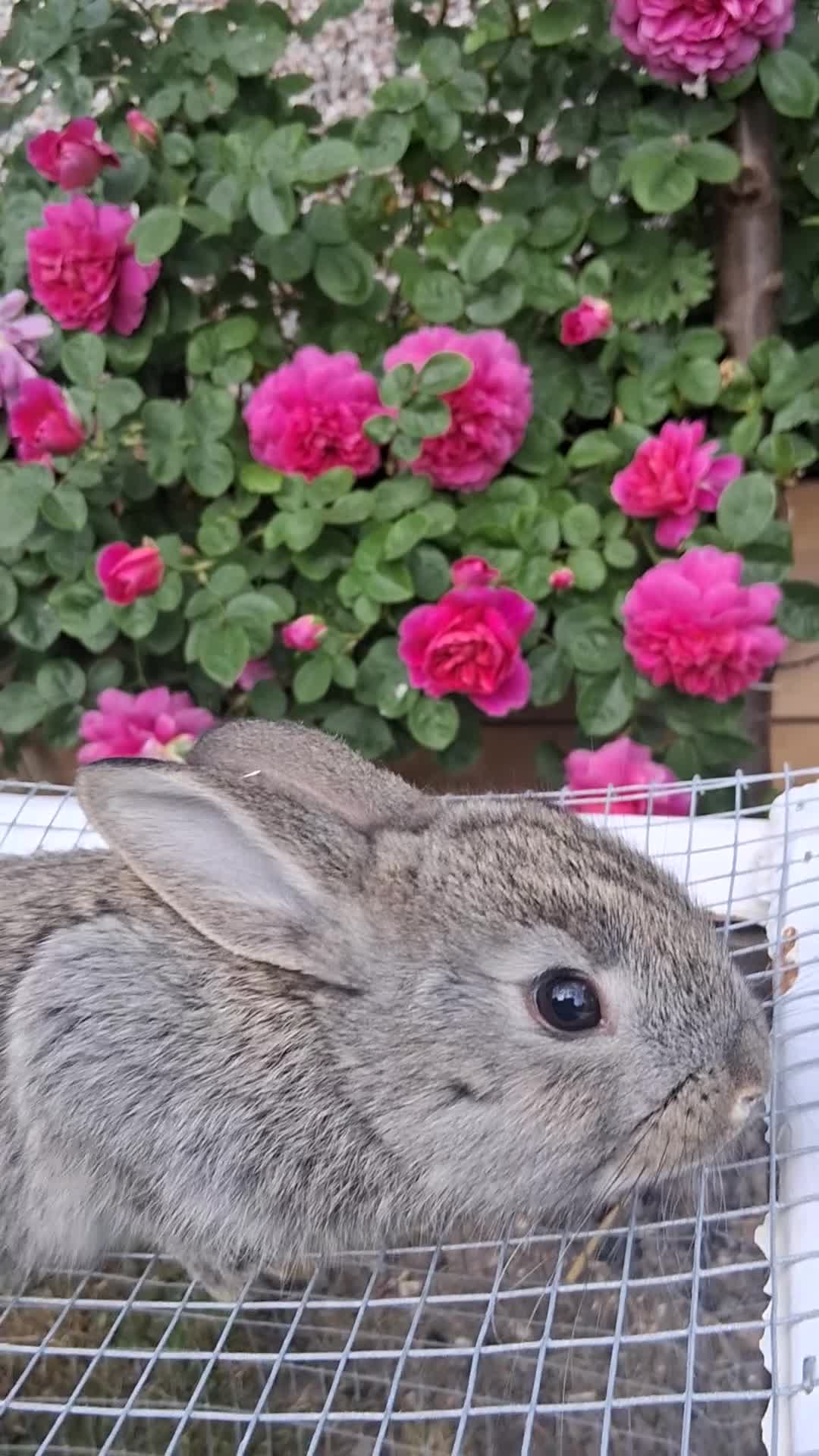 Mixed Breed rabbits for sale: Rabbits mixed - Video 4