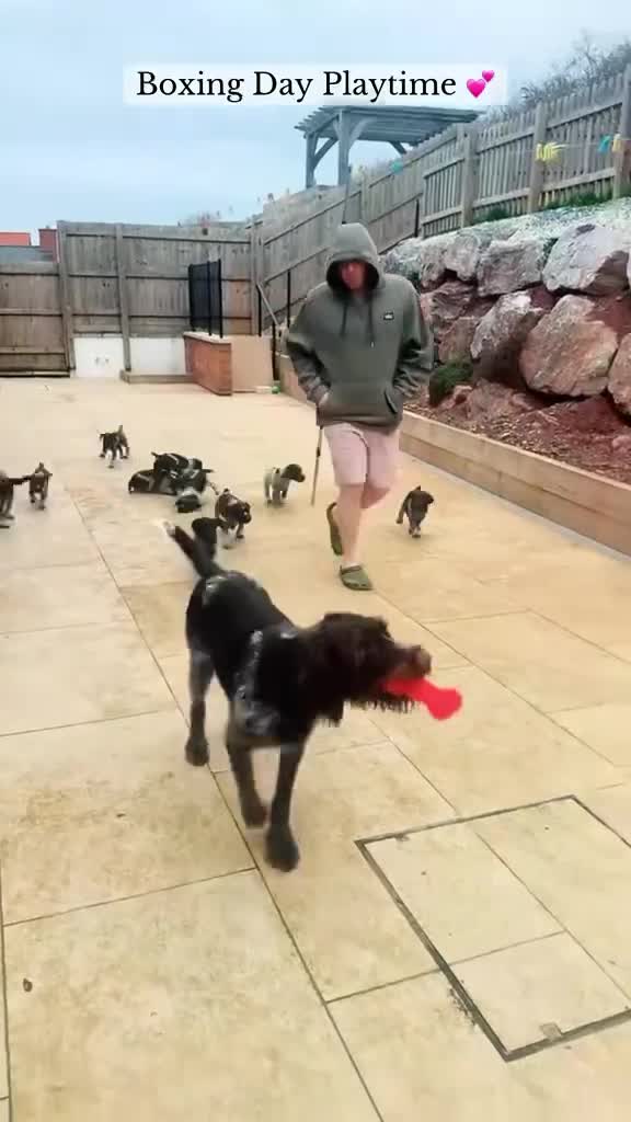 German Wirehaired Pointer dogs for sale: KC registered German Wirehaired Pointers - Video 2