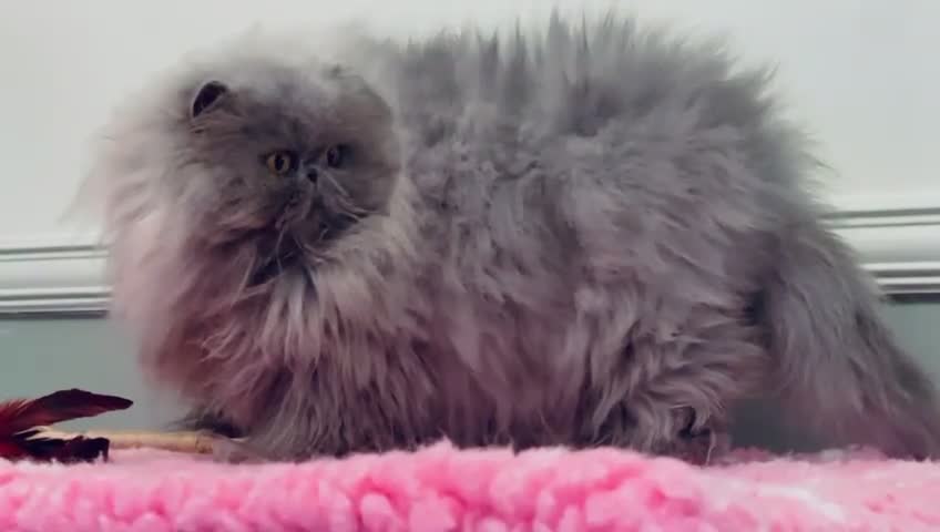 Persian cats for sale: Beautiful girl Pure Persian cat - Video 2