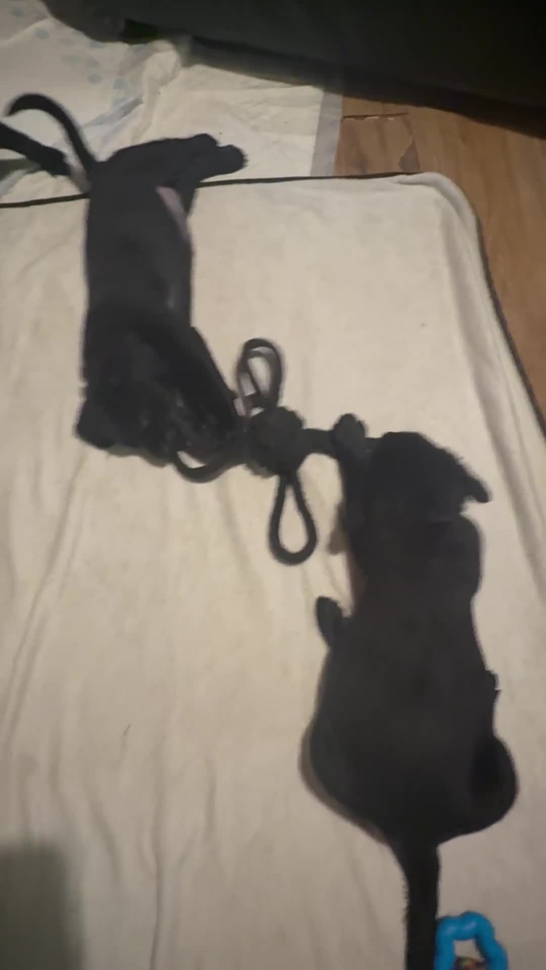 Mixed Breed dogs for sale: Labrotties - Video 3