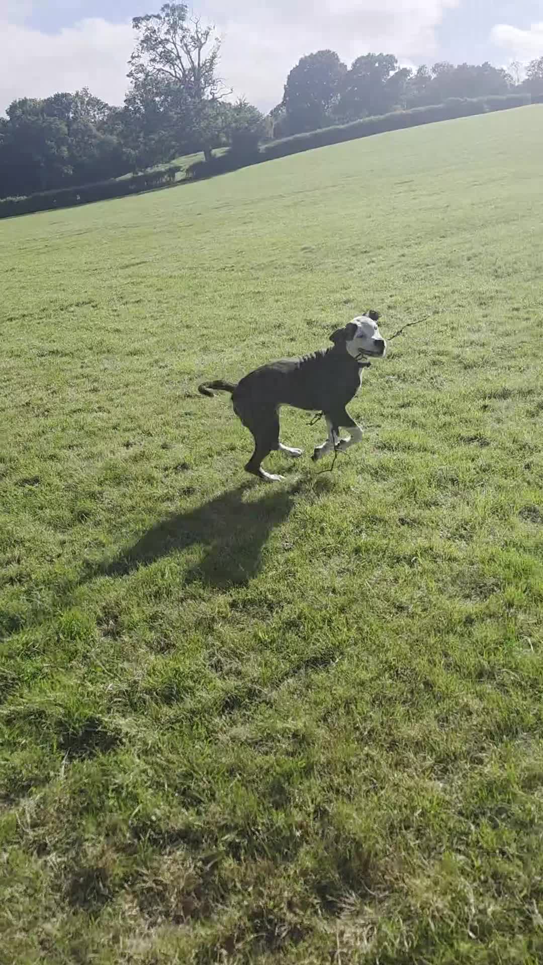 American Bulldog dogs for sale: 8 and a half month old American bulldog  in Wotton-under-Edge - Video 1