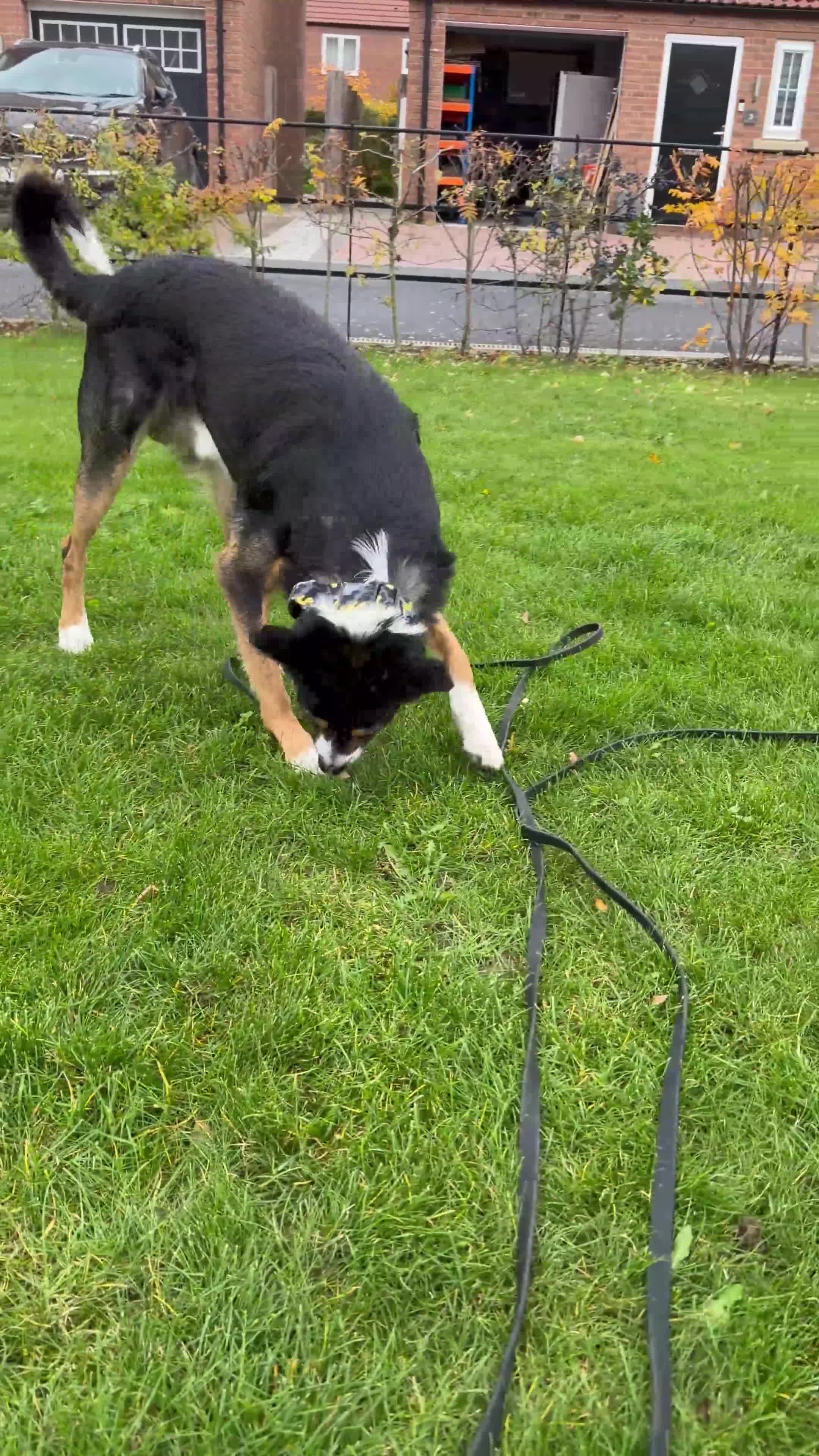 Border Collie dogs for stud: Tri border collie stud - Video 1