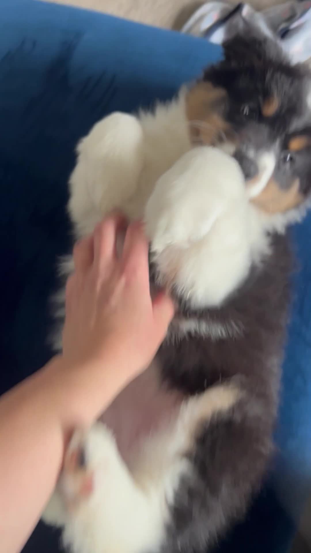 Australian Shepherd dogs for sale: Australian Shepherd puppies - Merles /Tris - Video 1