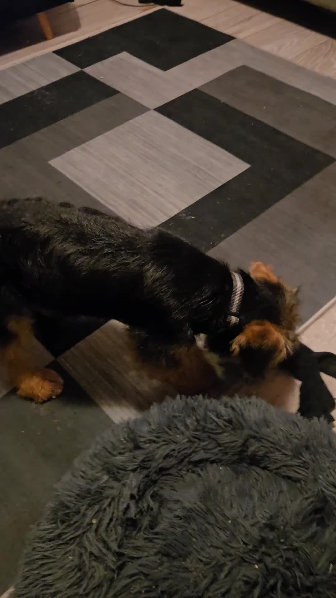 Jackapoo dogs for sale: Beautiful Jackapoo 4 month old male - Video 1