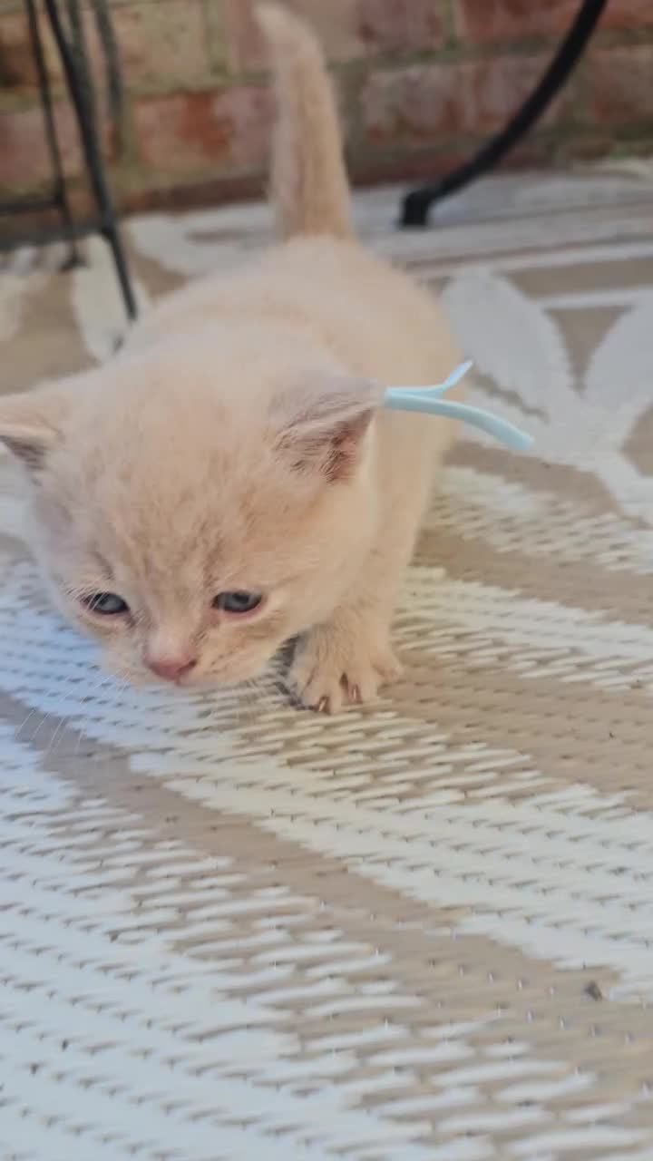 British Shorthair cats for sale: British Shorthair kittens - Video 3