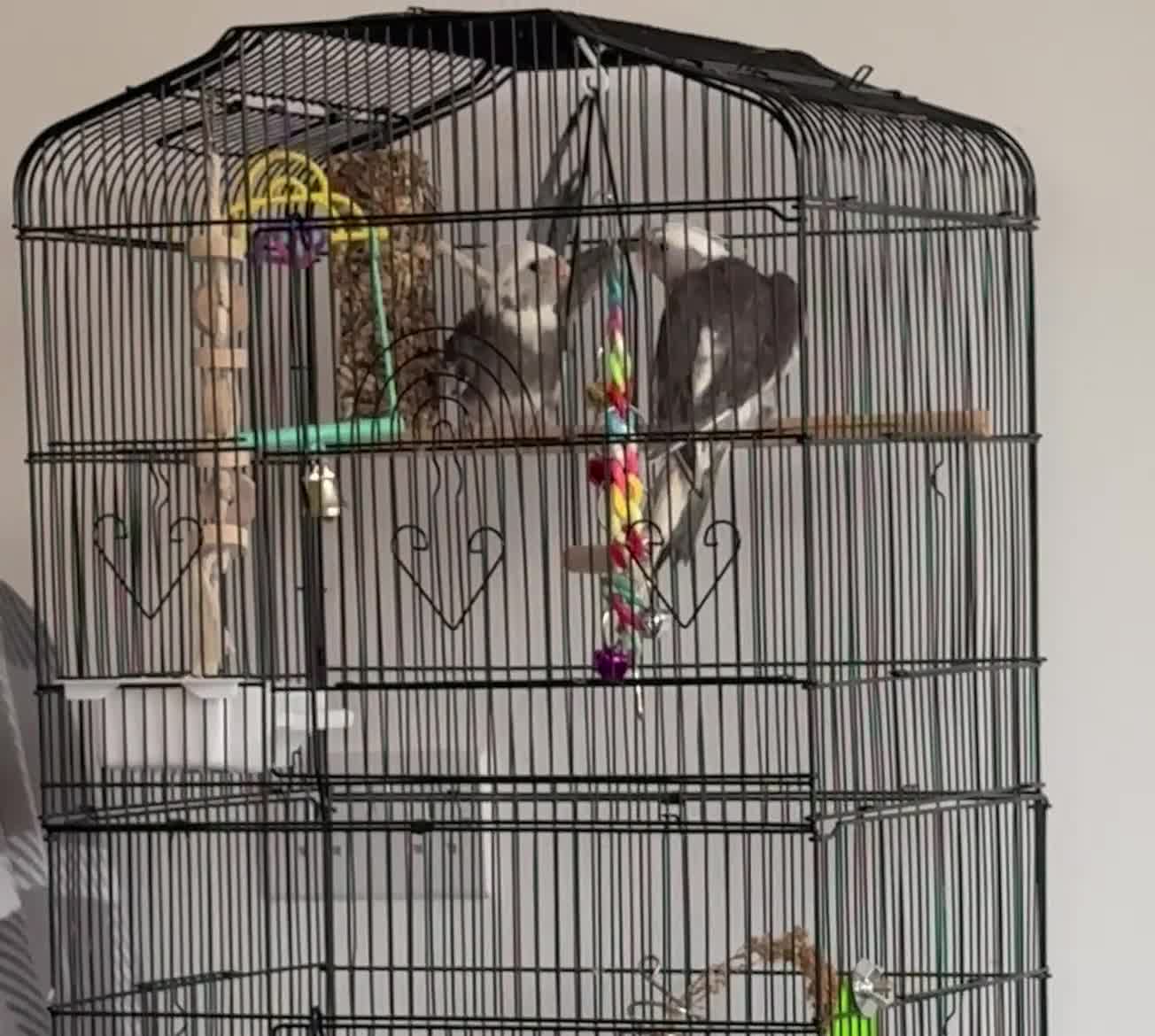 Cockatiels birds for sale: A pair of cockatiels - Video 1