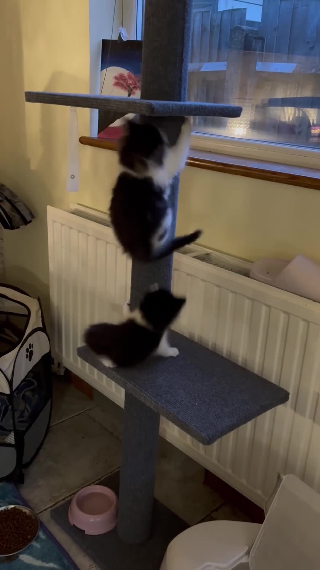 British Longhair cats for sale: Adorable female kitten for sale  - Video 1